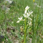 Orchis provincialis Bloem