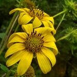 Helianthus divaricatus Blomst