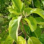 Malus sylvestris Leaf