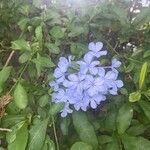 Plumbago auriculata Virág