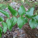 Coriaria ruscifolia Otro