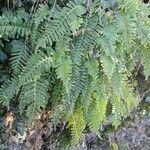 Polypodium vulgare Hábitos