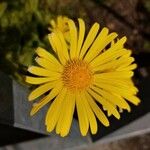 Doronicum pardalianches Kwiat