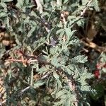 Mimosa aculeaticarpa Hoja