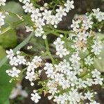 Valeriana tripteris Květ