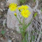 Senecio gallicus Habitus