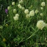 Trifolium pannonicum Floro