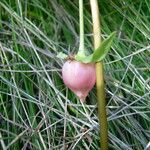 Trillium cernuum Fruit