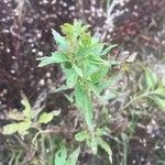 Eupatorium serotinum 葉