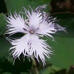 Dianthus hyssopifolius फूल