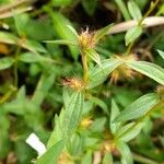 Pterolepis glomerata Blatt