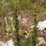 Artemisia chamaemelifolia Habit