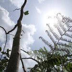 Pericopsis elata Habitat