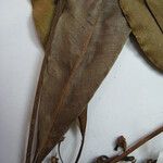 Manilkara paraensis Beste bat