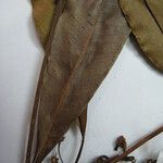 Manilkara paraensis Other