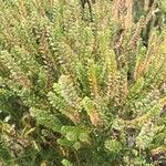 Lepidium bonariense Feuille