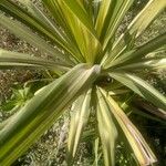 Pandanus tectorius Blad