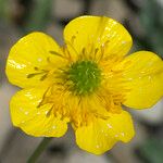 Ranunculus aduncus Fleur
