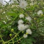 Acacia angustissima Hoja