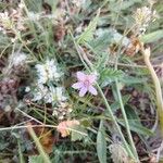 Erodium laciniatum Flower