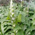 Acanthus hungaricus Liść