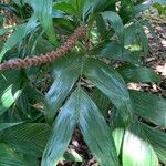 Geonoma elegans Leaf