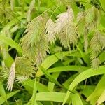 Chasmanthium latifolium Цвят