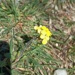 Biscutella cichoriifolia Flower