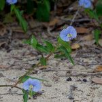 Commelina ensifolia 整株植物