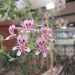 Pelargonium echinatum Flor