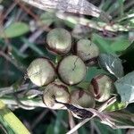 Camonea umbellata Fruit