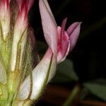 Trifolium macrocephalum Kukka