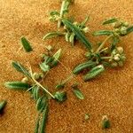 Gisekia pharnaceoides Hoja