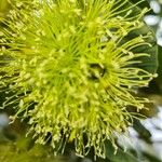 Eucalyptus lehmannii ফুল