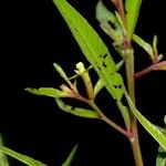 Ludwigia erecta 其他