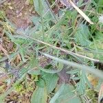 Scabiosa columbaria Лист