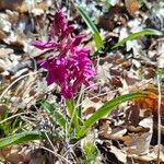 Dactylorhiza sambucinaFlower