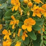 Senna candolleana Λουλούδι