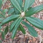 Rhododendron degronianum Blatt