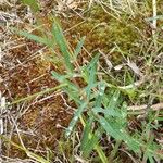 Hypericum linariifolium Folla