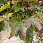 Parthenocissus tricuspidata Leaf