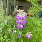 Collinsia heterophylla Flower