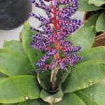 Aechmea fendleri Kvet