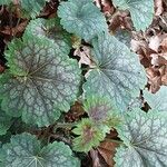 Heuchera americana 葉