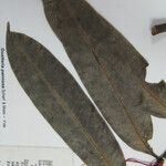 Guatteria pannosa Други