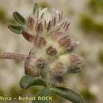 Trifolium saxatile Frucht