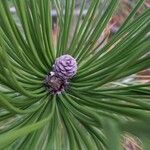 Pinus mugo Kwiat