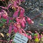 Aquilegia canadensis Muu