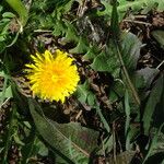 Taraxacum obliquilobum Квітка