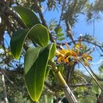 Encyclia tampensis Hoja